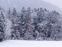 Winterliche Waldlandschaft am Feldrand